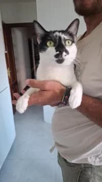 Bimba, female 4yo Mixed Breed for adoption at Tierhilfe Daurada e.V.