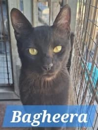 Bagheera, male young Mixed Breed for adoption at Tierhilfe Daurada e.V.