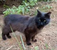 Porthos, male young Mixed Breed for adoption at Tierhilfe Daurada e.V.