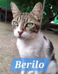 Berilo, male 4yo Mixed Breed for adoption at Tierhilfe Daurada e.V.
