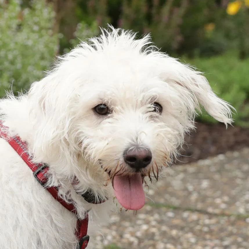 Malona, female senior Mixed Breed for adoption at Tierhilfe Franken e.V., Lauf