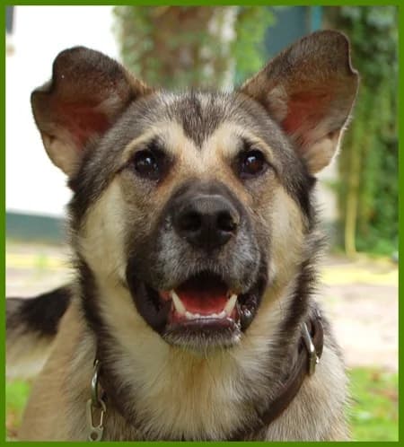 Arni, male Mixed Breed for adoption at Tierhilfe Franken e.V., Lauf