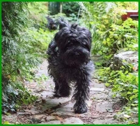 Sweet Kalimero, male Mixed Breed for adoption at Tierhilfe Franken e.V., Lauf