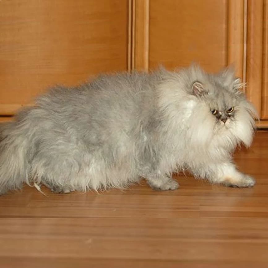 Kleines Bärchen, male Mixed Breed for adoption at Tierhilfe Franken e.V., Lauf