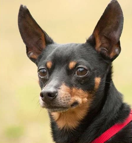 Romo, male Mixed Breed for adoption at Tierhilfe Franken e.V., Lauf