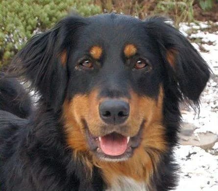 Melonie, schwarz female Mixed Breed for adoption at Tierhilfe Franken e.V., Lauf