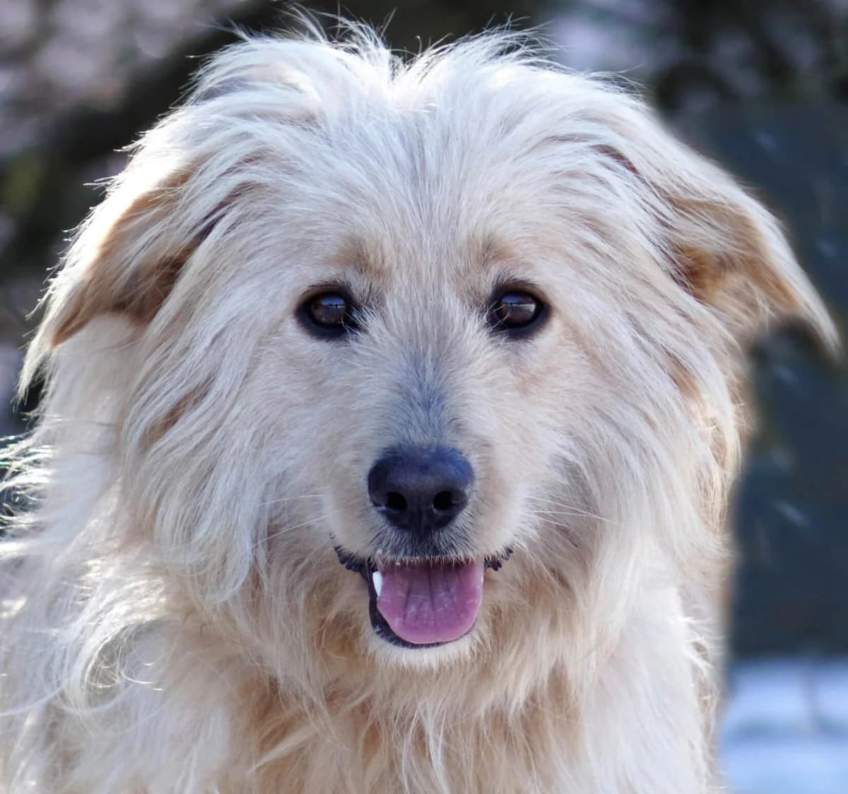 Coca, female Mixed Breed for adoption at Tierhilfe Franken e.V., Lauf