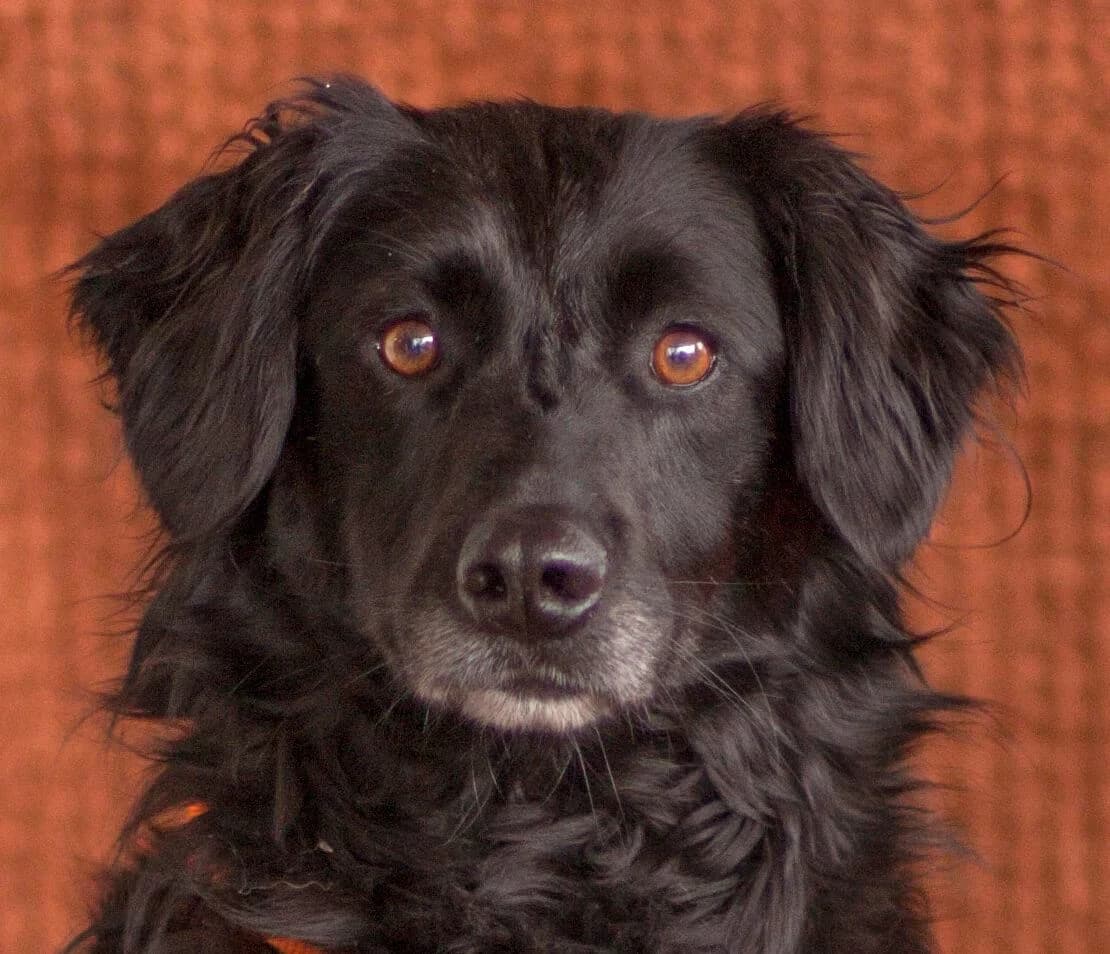 Lundi, female Mixed Breed for adoption at Tierhilfe Franken e.V., Lauf
