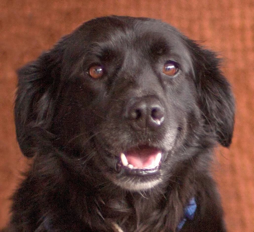 Lucky Strike, male Mixed Breed for adoption at Tierhilfe Franken e.V., Lauf