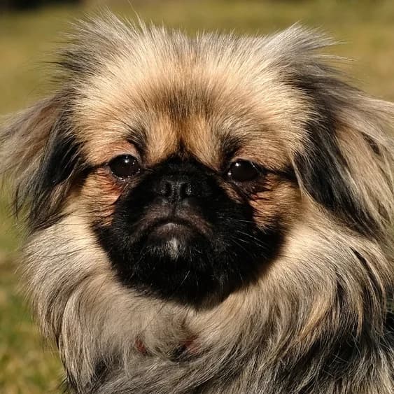 Dezi, female Mixed Breed for adoption at Tierhilfe Franken e.V., Lauf