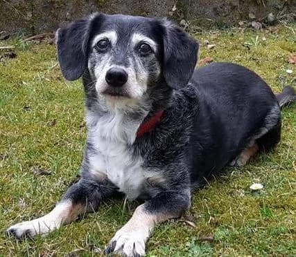 Susanna, female puppy Mixed Breed for adoption at Tierhilfe Franken e.V., Lauf