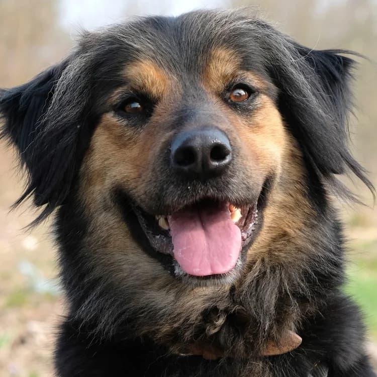 Pamina, female Mixed Breed for adoption at Tierhilfe Franken e.V., Lauf