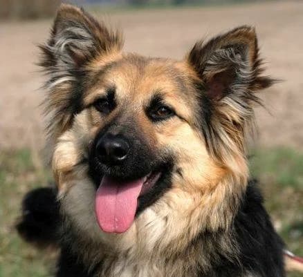 Mici, female Mixed Breed for adoption at Tierhilfe Franken e.V., Lauf