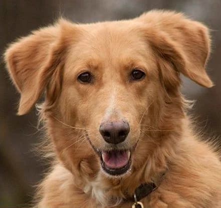 Simona, female Mixed Breed for adoption at Tierhilfe Franken e.V., Lauf