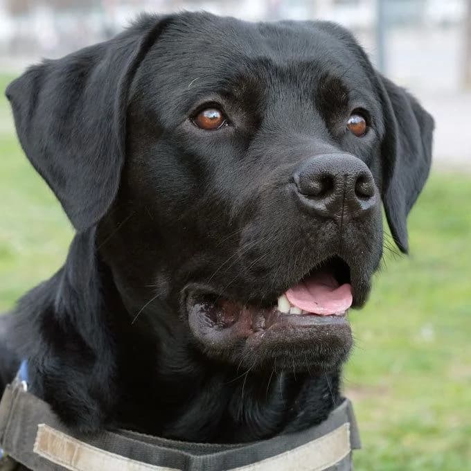Butch, male Mixed Breed for adoption at Tierhilfe Franken e.V., Lauf
