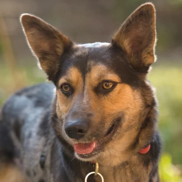 Oggi, female Mixed Breed for adoption at Tierhilfe Franken e.V., Lauf