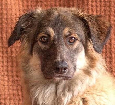 Cona, female Mixed Breed for adoption at Tierhilfe Franken e.V., Lauf