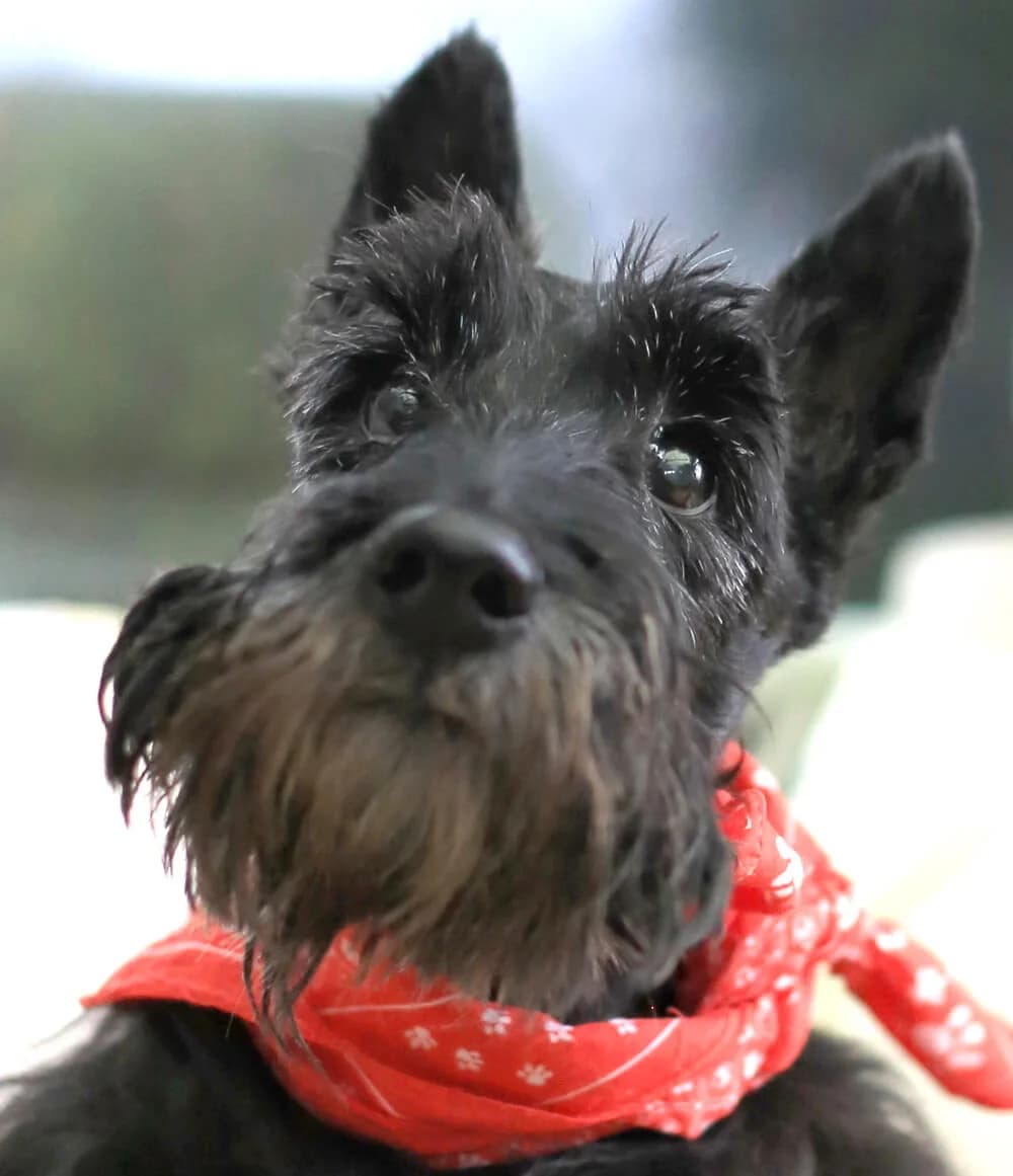Patenhund * Little Nero,  puppy Mixed Breed for adoption at Tierhilfe Franken e.V., Lauf