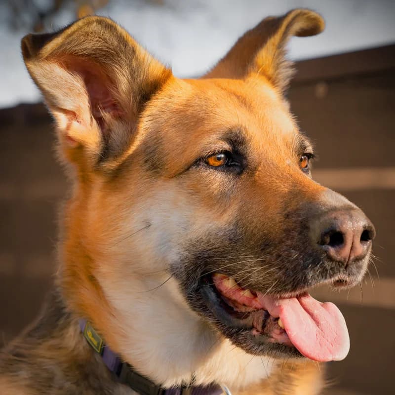 Ira, male Mixed Breed for adoption at Tierhilfe Franken e.V., Lauf