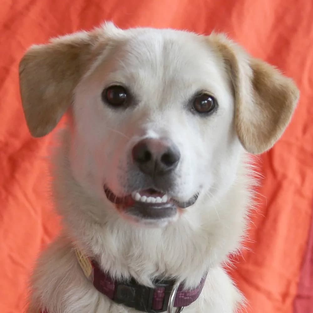 Schönie, female Mixed Breed for adoption at Tierhilfe Franken e.V., Lauf