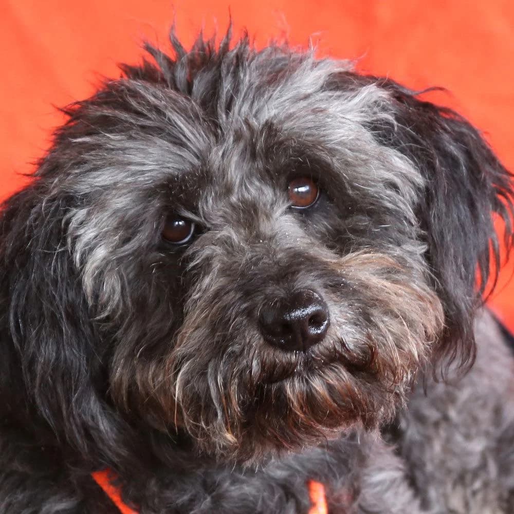 Lutzia, female Mixed Breed for adoption at Tierhilfe Franken e.V., Lauf