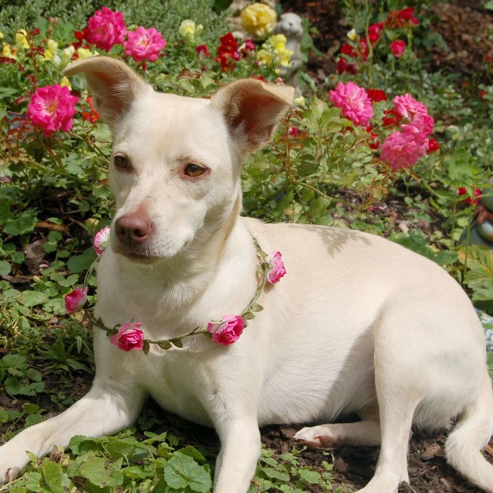 Sall, female Mixed Breed for adoption at Tierhilfe Franken e.V., Lauf