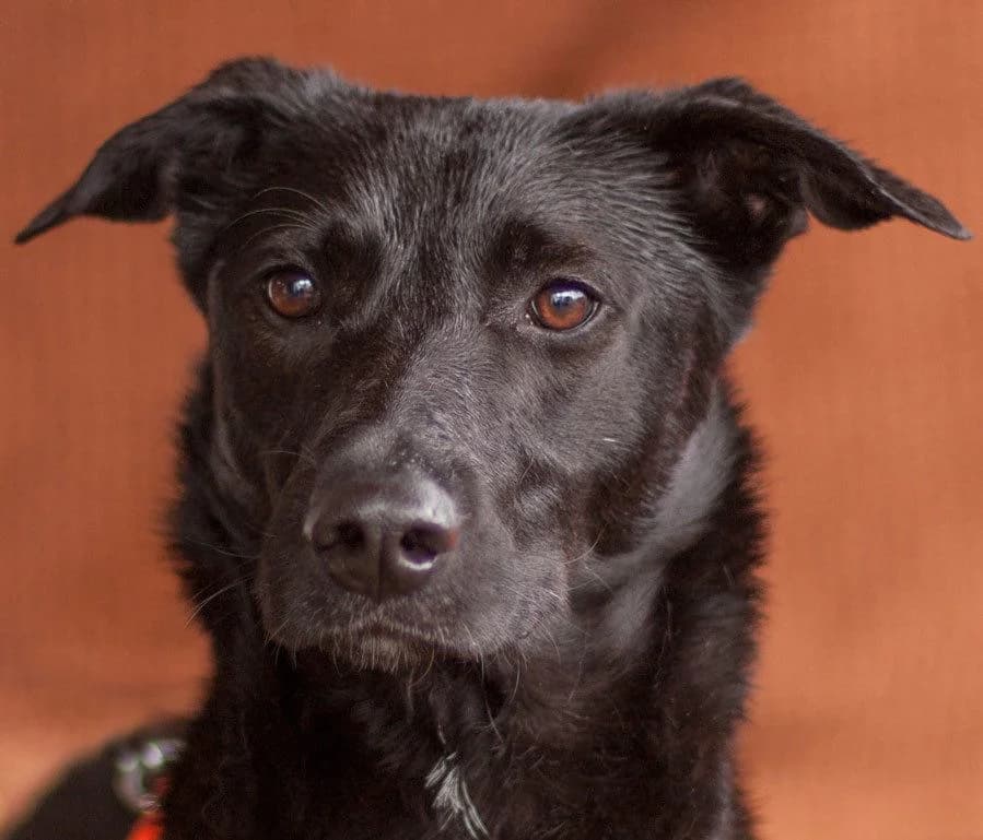 Twigsi, female Mixed Breed for adoption at Tierhilfe Franken e.V., Lauf