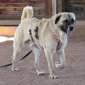 Omari,  Mixed Breed for adoption at Tierhilfe Franken e.V., Lauf