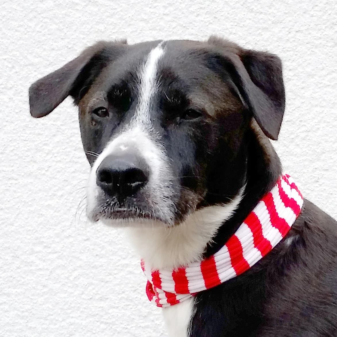Balu, male Mixed Breed for adoption at Tierhilfe Franken e.V., Lauf