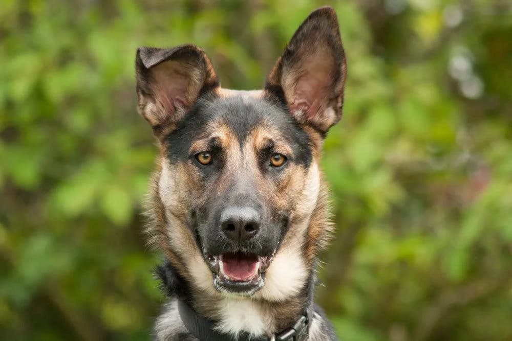 Paulina, female Mixed Breed for adoption at Tierhilfe Franken e.V., Lauf