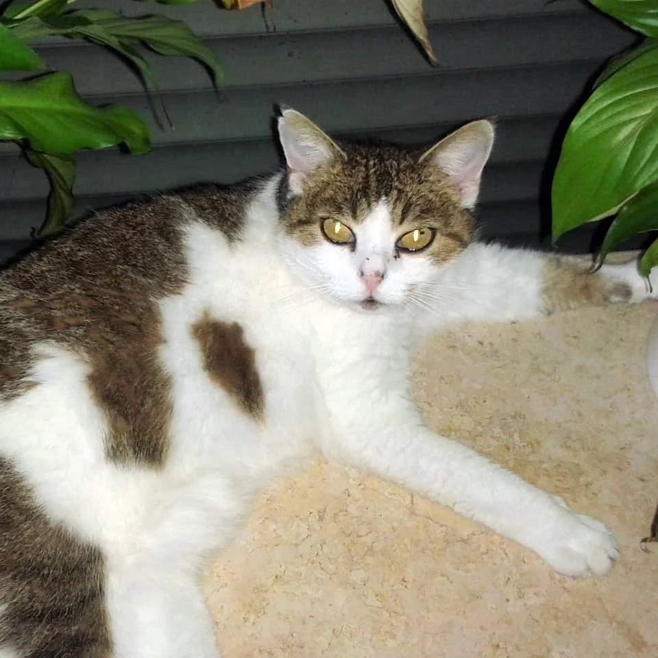 Laila, male Mixed Breed for adoption at Tierhilfe Franken e.V., Lauf