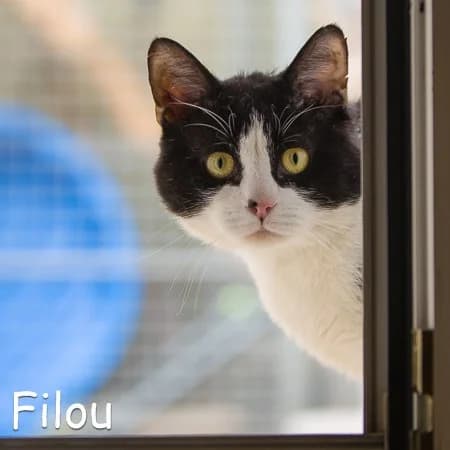 Filou, schwarz male Mixed Breed for adoption at Tierhilfe Franken e.V., Lauf