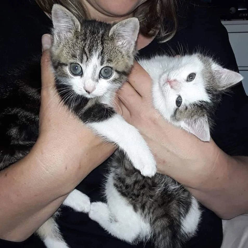 Frieda und Freddie, male Mixed Breed for adoption at Tierhilfe Franken e.V., Lauf