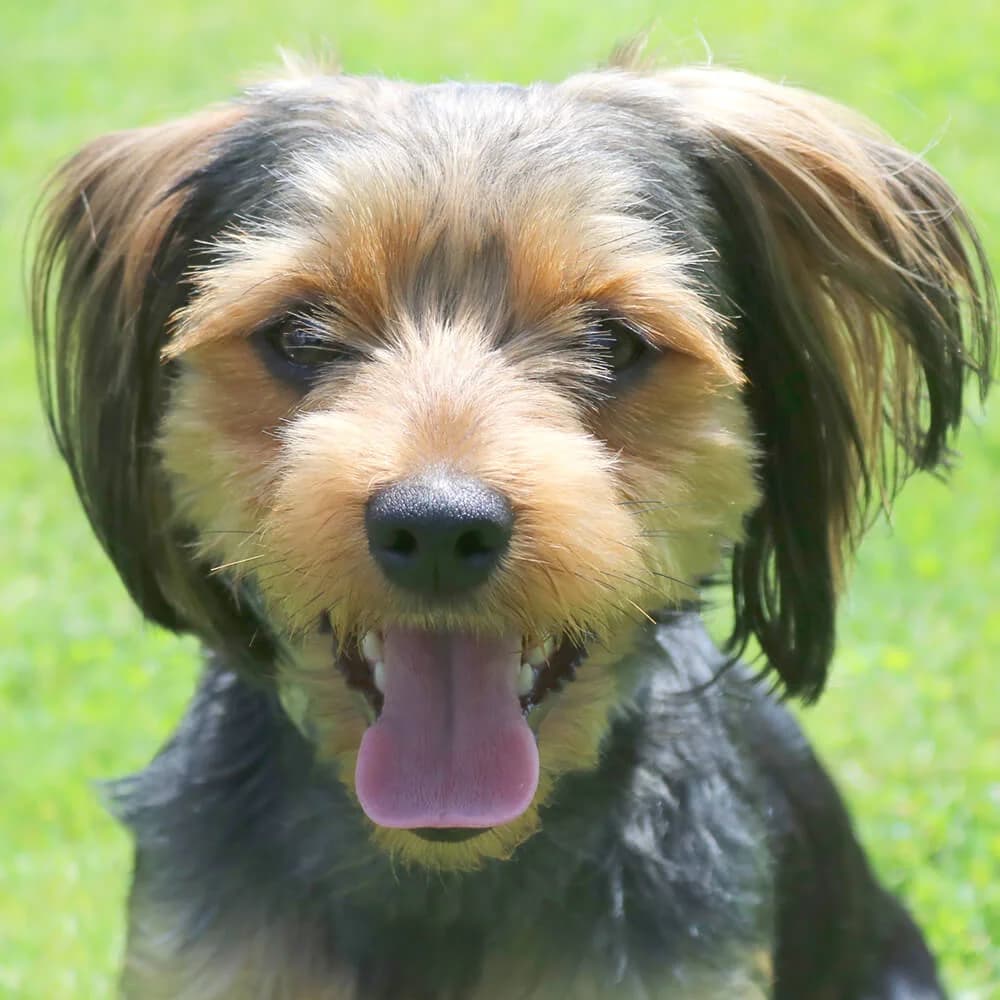 Lucky Yorki, male Mixed Breed for adoption at Tierhilfe Franken e.V., Lauf
