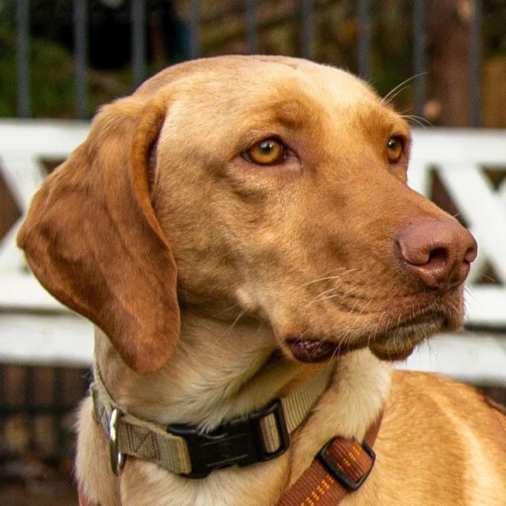 Brigitte, male Mixed Breed for adoption at Tierhilfe Franken e.V., Lauf