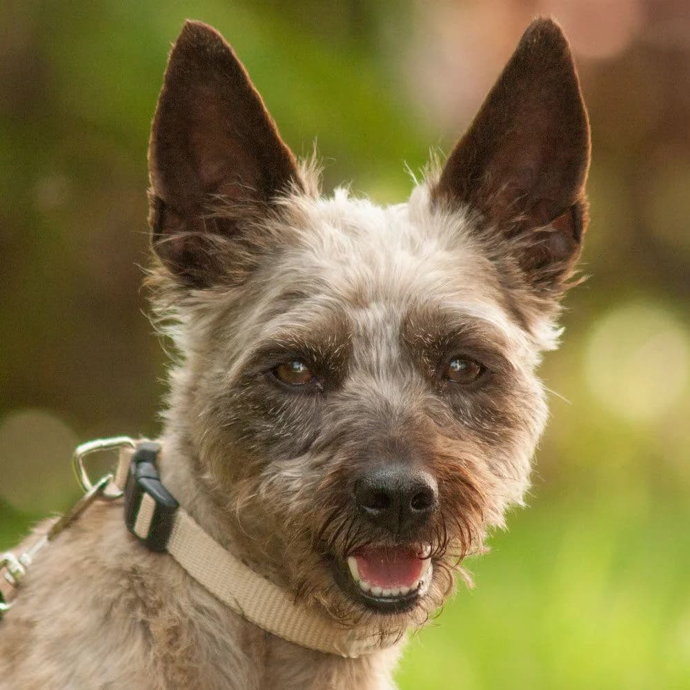 Dalia, female Mixed Breed for adoption at Tierhilfe Franken e.V., Lauf