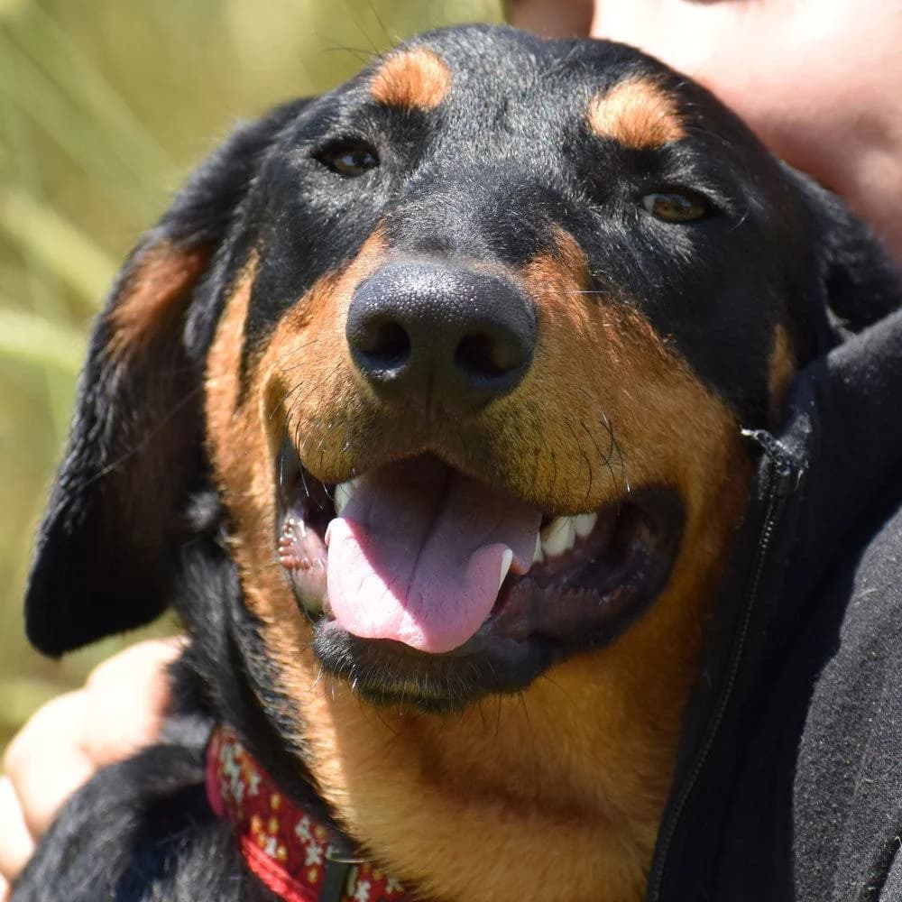 Frano,  puppy Mixed Breed for adoption at Tierhilfe Franken e.V., Lauf