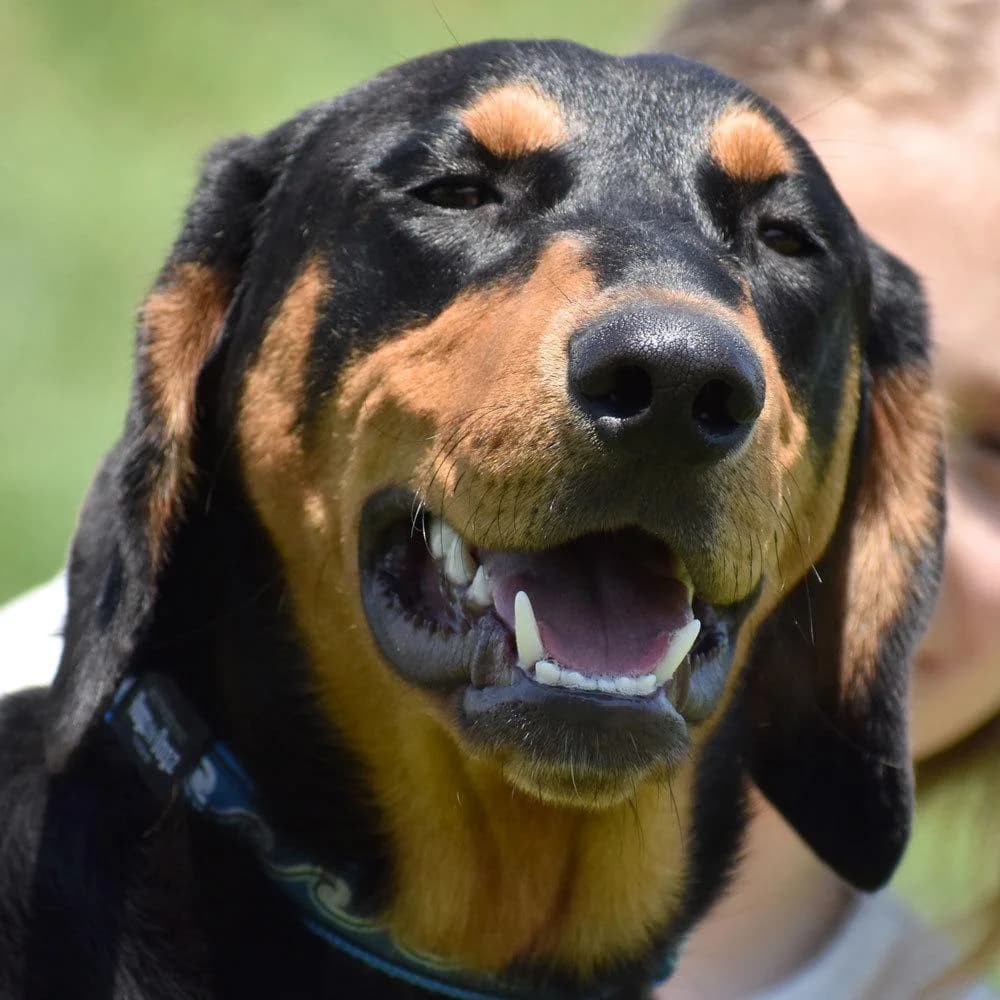 Mate,  puppy Mixed Breed for adoption at Tierhilfe Franken e.V., Lauf