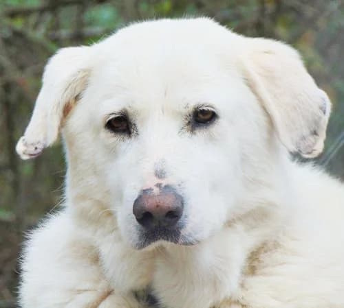 Luther, male senior Mixed Breed for adoption at Tierhilfe Korfu e.V., Ratingen