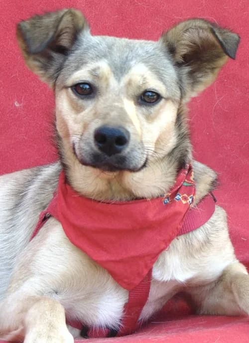 Aria, female 6yo Mixed Breed for adoption at Tierhilfe Korfu e.V., Ratingen