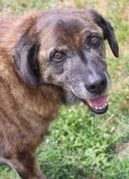 Ivor, male senior Mixed Breed for adoption at Tierhilfe Korfu e.V., Ratingen