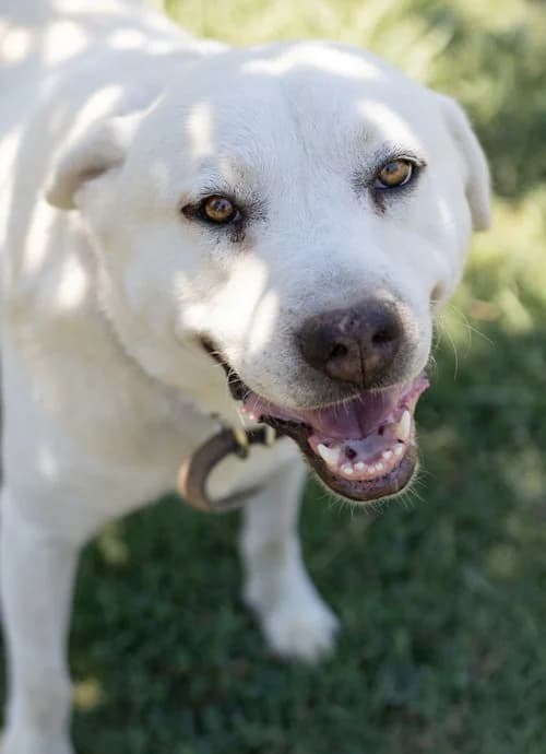 Max, male 5yo Mixed Breed for adoption at Tierhilfe Korfu e.V., Ratingen