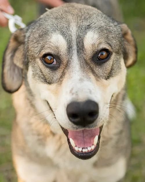 Hera, female 6yo Mixed Breed for adoption at Tierhilfe Korfu e.V., Ratingen