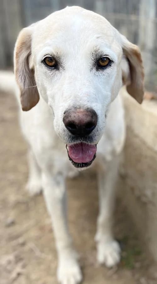 Kimba, male 7yo Mixed Breed for adoption at Tierhilfe Korfu e.V., Ratingen