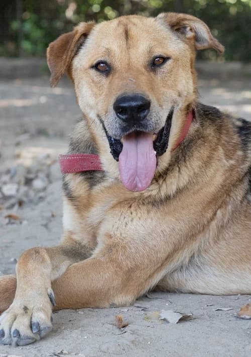 Toni, male 4yo Mixed Breed for adoption at Tierhilfe Korfu e.V., Ratingen