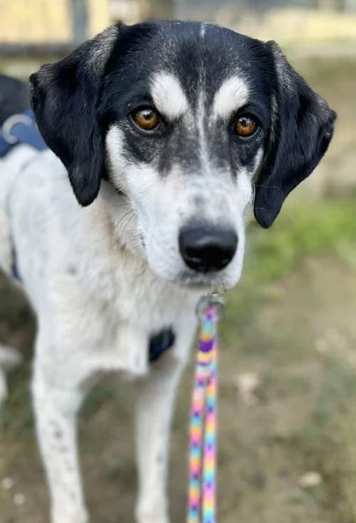 Ken, male young Mixed Breed for adoption at Tierhilfe Korfu e.V., Ratingen