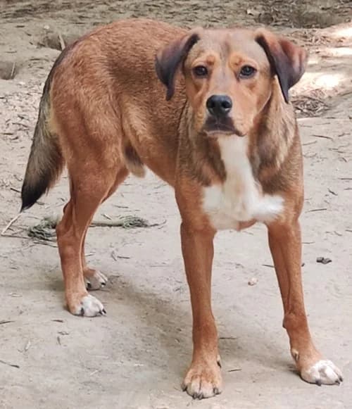 Charlie, male 4yo Mixed Breed for adoption at Tierhilfe Korfu e.V., Ratingen