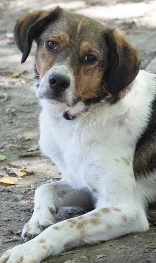 Jimmy, male 4yo Mixed Breed for adoption at Tierhilfe Korfu e.V., Ratingen