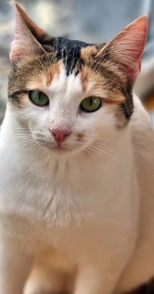 Nana, female 3yo Mixed Breed for adoption at Tierhilfe Korfu e.V., Ratingen