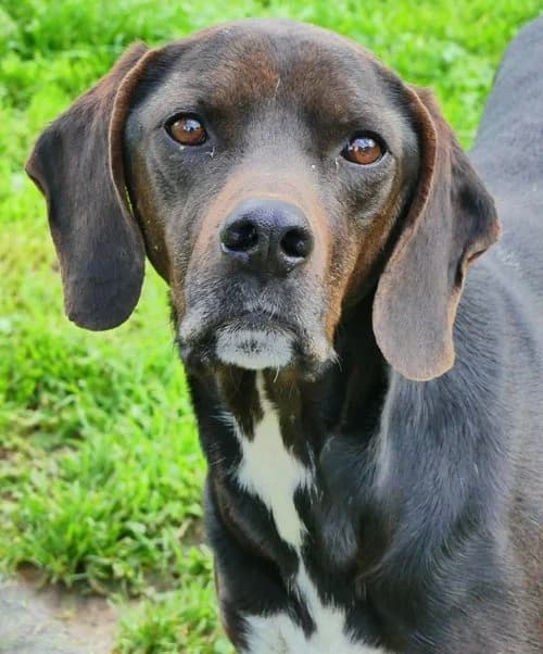 Fanouris, male 4yo Pointer for adoption at Tierhilfe Korfu e.V., Ratingen